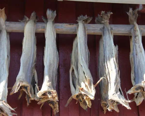 Getrockneter Fisch hängt an einem Holzgestell vor einer roten Wand. Ein traditionelles Gericht, das auch bei den Wikingern beliebt war: Wikinger essen.