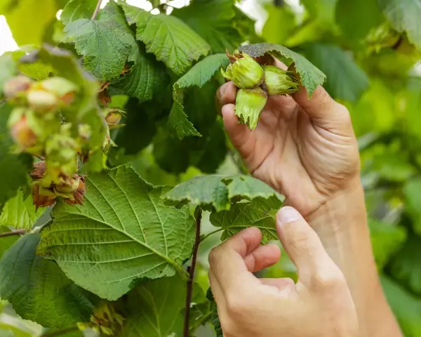 Händer som varsamt inspekterar omogna hasselnötter på en gren. Det är dags att beskära hassel för att ge plats åt nya skott.