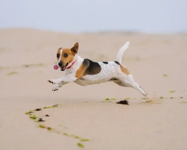Radosny jack russell terrier w skoku na plaży, z obrożą i zawieszką. Zastanawiasz się nad jack russell terrier cena?