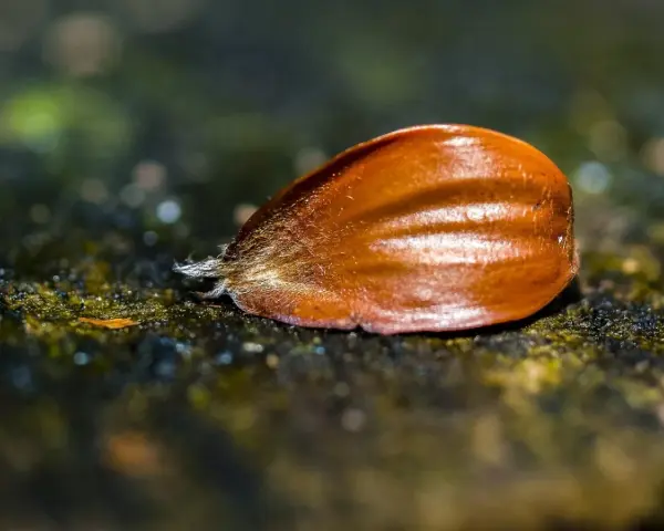 Eine Buchecker, die Frucht des Bucheckern Baums, liegt auf moosigem Untergrund.