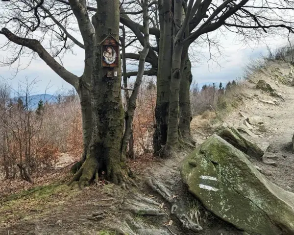 Kapliczka na drzewie w lesie, przy szlaku turystycznym. W oddali widać góry i las. To może być szlak na Leskowiec.