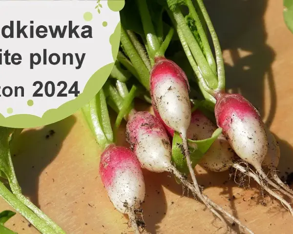 Kiedy jest sezon na rzodkiewki? Poznaj najlepszy czas na siew i zbiory