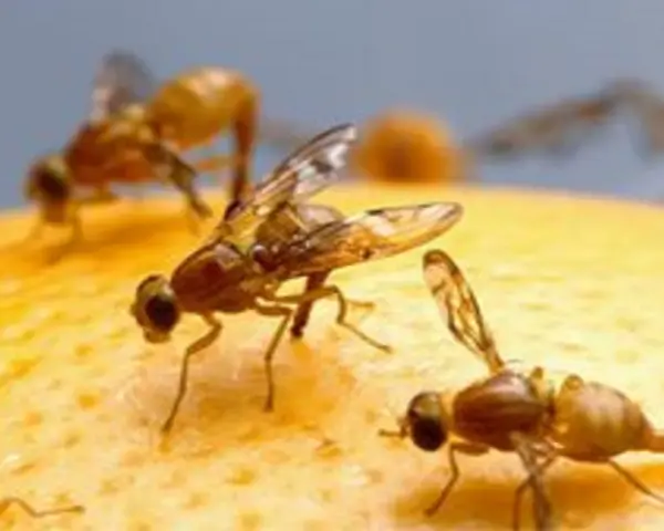 Moscas de la fruta sobre una naranja, un problema que requiere un tratamiento para la mosca de la naranja.