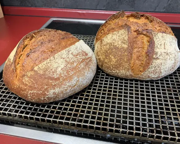Zwei frisch gebackene, rustikale Brote mit knuspriger Kruste und lockerer Krume ruhen auf einem Gitter. Dieses 60 Stunden Brot ist ein Meisterwerk.