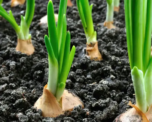 Germogli verdi spuntano dal terreno scuro, segno che è il momento di piantare cipolle.