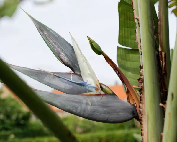 En Strelitzia Nicolai, även kallad paradisfågelblomma, med sina grågröna blad och vita blommor, reser sig mot en ljus himmel.