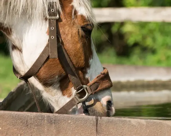 Un cheval boit dans un abreuvoir. La chaleur estivale rend l'eau fraîche bienvenue pour réguler la température du cheval.
