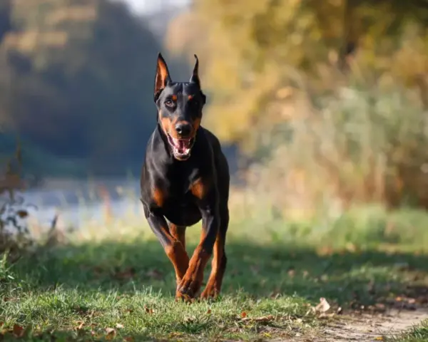 Czarny doberman amerykański biegnie przez trawiasty teren, z otwartym pyskiem i radosnym wyrazem pyska.