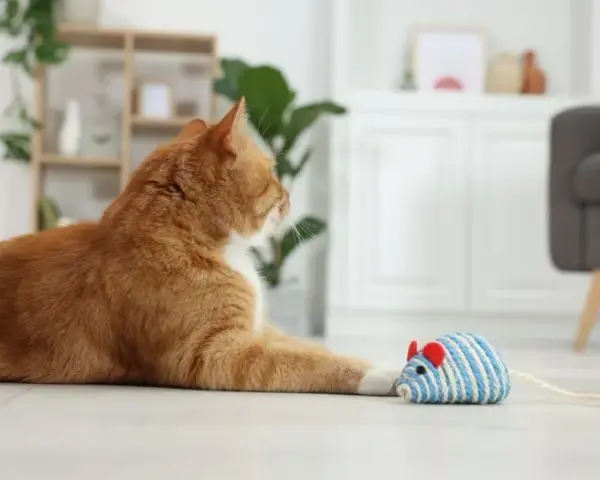 Zabawka dla kota DIY: proste pomysły na tanie i kreatywne zabawki