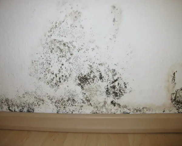 Schimmel im Treppenhaus breitet sich an der weißen Wand aus. Dunkle Flecken und Sporen bedecken den unteren Bereich, ein deutliches Zeichen für Feuchtigkeitsprobleme.
