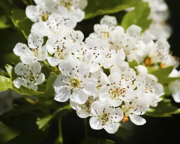 Flores blancas de espino blanco, conocidas por sus propiedades medicinales, adornan un fondo oscuro.