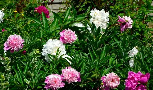 Kiedy jest sezon na peonie? Poznaj najlepszy czas na kwitnienie