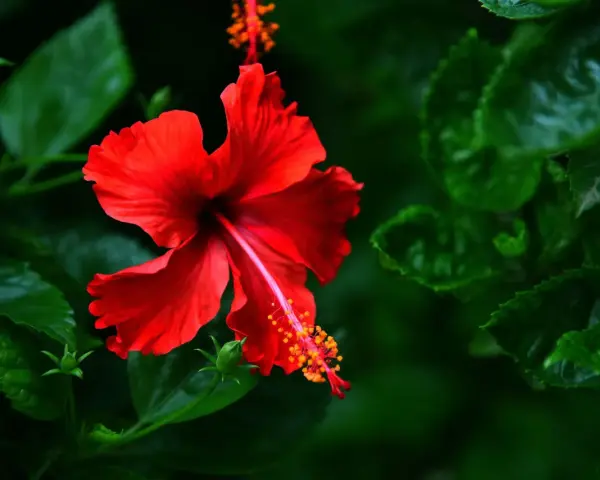 Une fleur d'hibiscus rouge vif s'épanouit, ses pétales délicats contrastant avec le feuillage vert profond. Une belle exposition hibiscus.