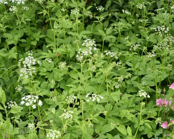 Gęsty kobierzec zieleni z drobnymi białymi kwiatami i kilkoma różowymi dzwonkami. Ekspansywne rośliny okrywowe tworzą bujny, naturalny krajobraz.