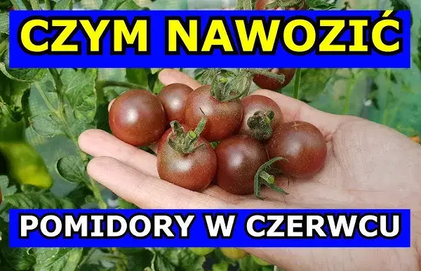 Najlepszy nawóz pod pomidory i ogórki – uniknij błędów w uprawie