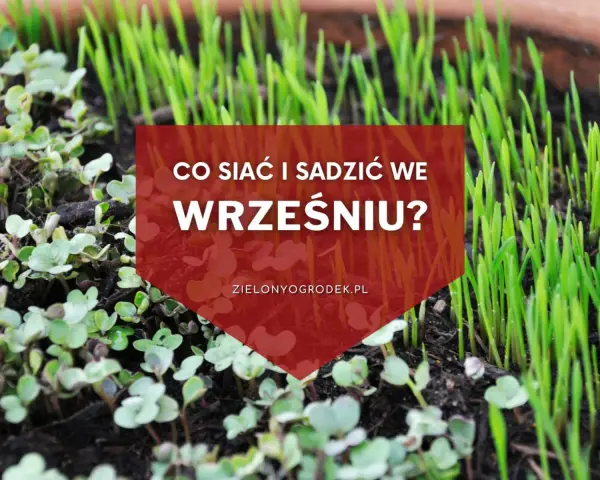 Młode kiełki i trawa na ziemi. Napis: "Co siać i sadzić we wrześniu?". Idealny czas na jesienne plony.