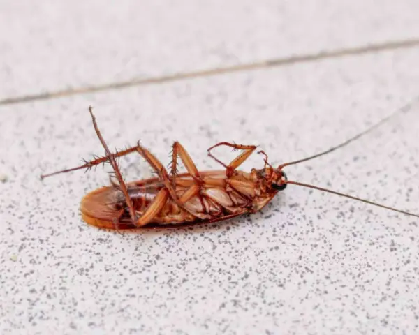 Cucaracha muerta boca arriba sobre una superficie con textura.