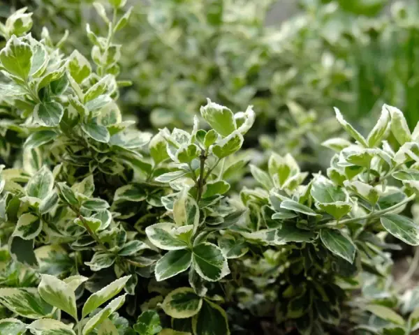 Immergrüner Bodendecker mit weiß-grünen Blättern, ideal für schattige Bereiche im Garten.