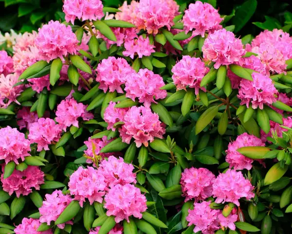 En frodig buske med rosa rhododendronblommor i full blom. Perfekt för att plantera rhododendron i din trädgård för en färgklick.