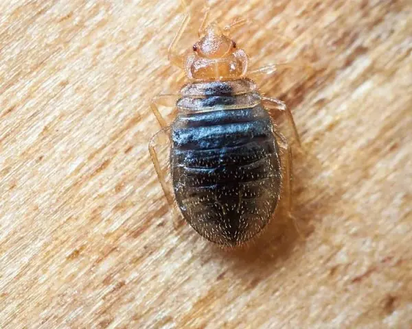 Un primer plano de una chinche de cama, un insecto parásito que se alimenta de sangre humana.