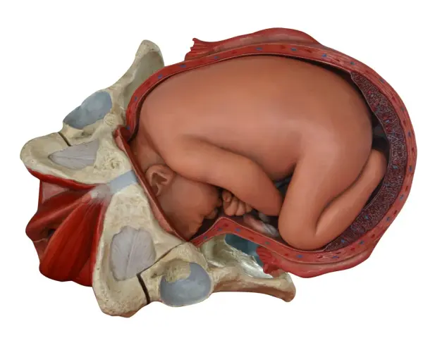 Model anatomiczny pokazuje, jak wygląda pochwa w ciąży, z płodem wewnątrz macicy, otoczonym miednicą.