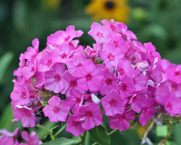 Ein Strauß leuchtend pinker Phloxblüten, bereit zum phlox schneiden, blüht üppig vor einem unscharfen grünen Hintergrund mit gelben Akzenten.