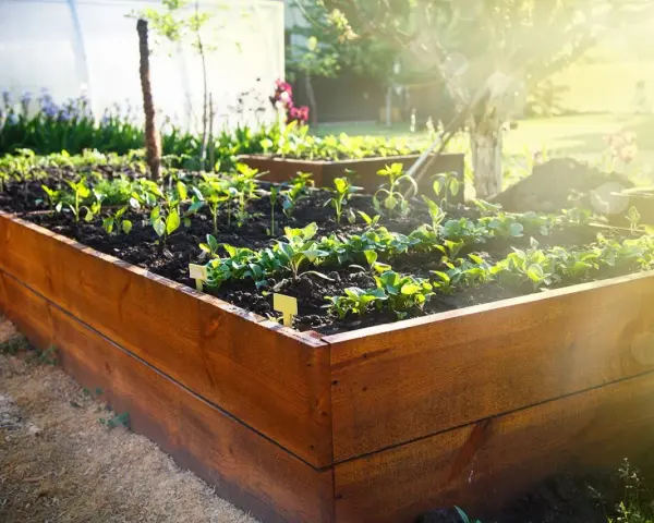 Wooden raised garden bed plans are coming to life with young plants thriving in the sun.