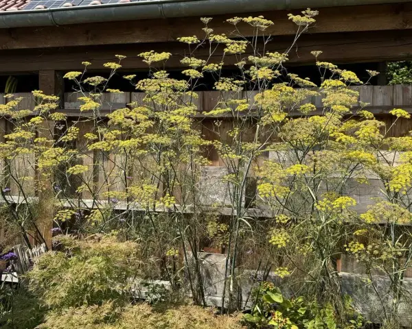 Hoher bronzefenchel mit gelben Blüten vor einer Holzfassade. Der Standort ist sonnig und geschützt.
