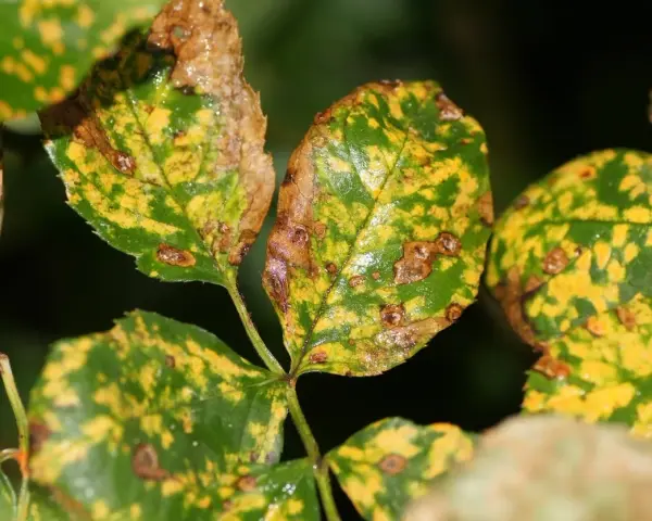 Feuilles de rosier atteintes de la maladie des rosiers, présentant des taches jaunes et brunes, signe de déclin.