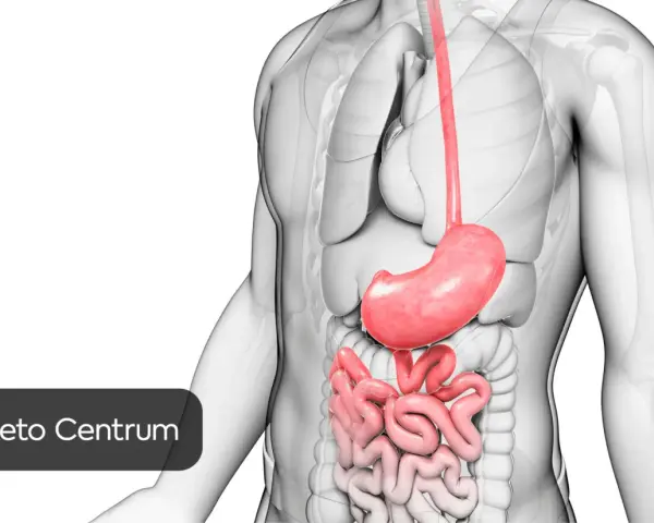 Anatomical illustration of the stomach and intestines, highlighting the digestive system. This image might evoke the **uczucie pustego żołądka** before a meal.