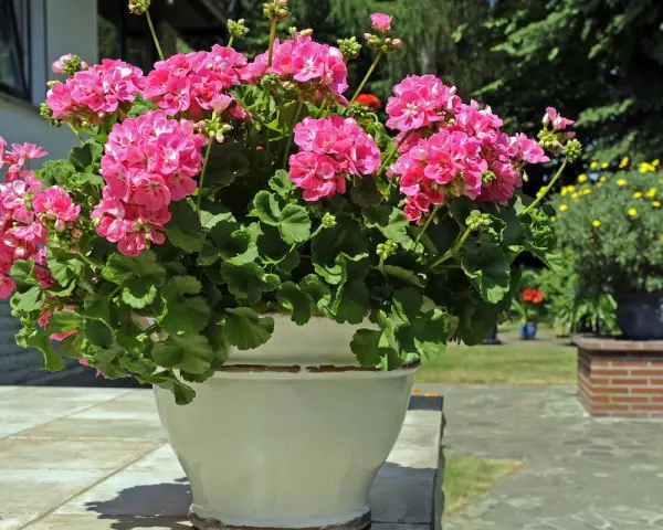 Kwitnące pelargonie w donicy, różne rodzaje pelargonii zachwycają intensywnym różem.