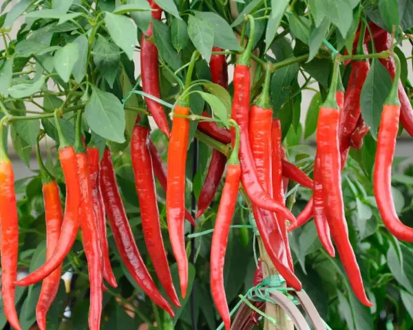 Reife, rote Peperoni-Pflanzen hängen üppig an grünen Stielen. Die scharfen Früchte sind bereit für die Ernte.