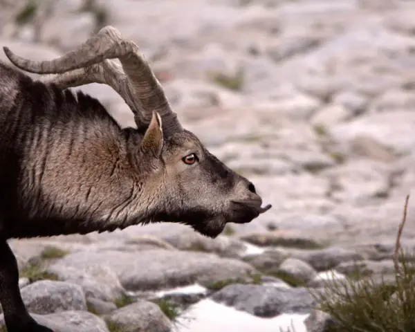 Un íbice con cuernos curvos, un ejemplo de animales que se adaptan al medio, camina sobre rocas.