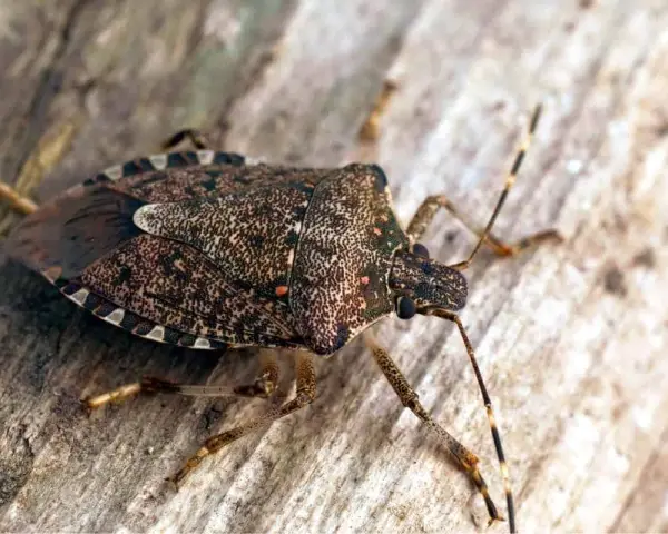 La cimice asiatica, un insetto problematico per l'agricoltura, mostra la sua corazza maculata. Scopri i rimedi per combatterla.