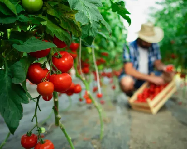 Tomates rojos maduros en una planta, con un agricultor recogiendo más en el fondo. La tierra de diatomeas ayuda a que los tomates crezcan sanos.