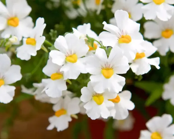 Vackra vita blommor med gula centra, en klassisk nemesia svenskt namn, som sprider glädje i trädgården.