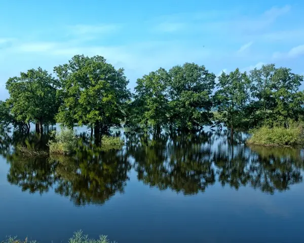 Drzewa stojące w wodzie, odbijające się w spokojnej tafli. Malowniczy krajobraz Stobrawskiego Parku Narodowego.