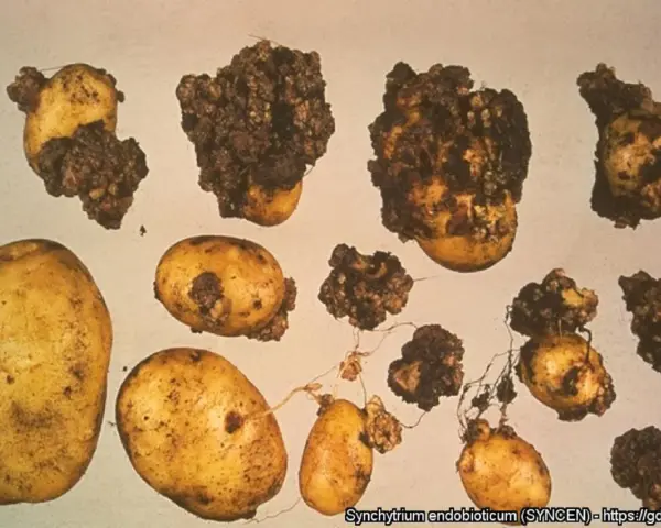 Patate con escrescenze scure e irregolari, sintomo di gravi malattie patate. Alcune sono sane, altre gravemente colpite.