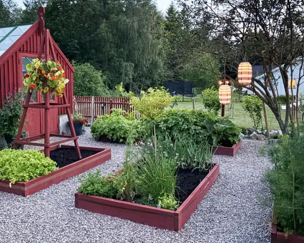 Vacker trädgård med odlingslådor i trä. Här finns odla i pallkrage tips med sallad, lök och örter. Röda växthus och lyktor i träd.