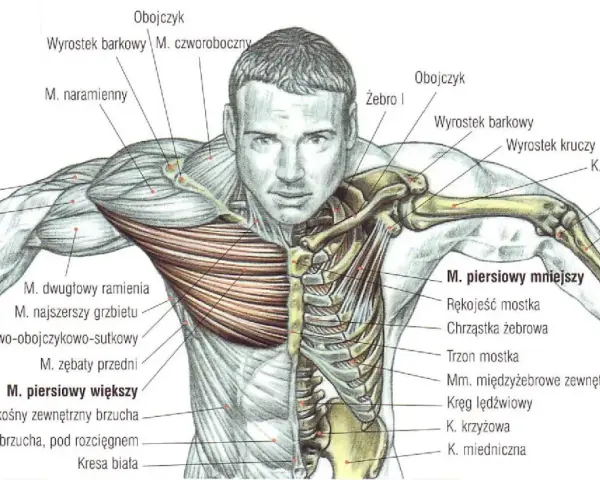 Anatomia klatki piersiowej z zaznaczonymi mięśniami piersiowymi, naramiennymi i międzyżebrowymi.