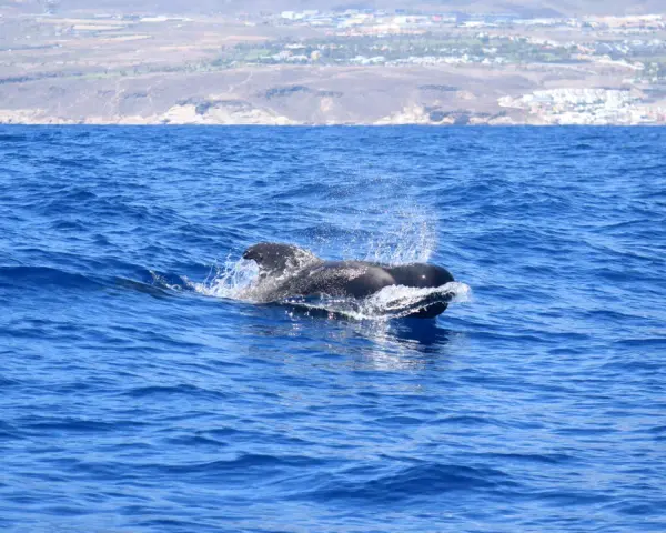 Un calderón pez emerge del agua azul, salpicando y mostrando su aleta dorsal.