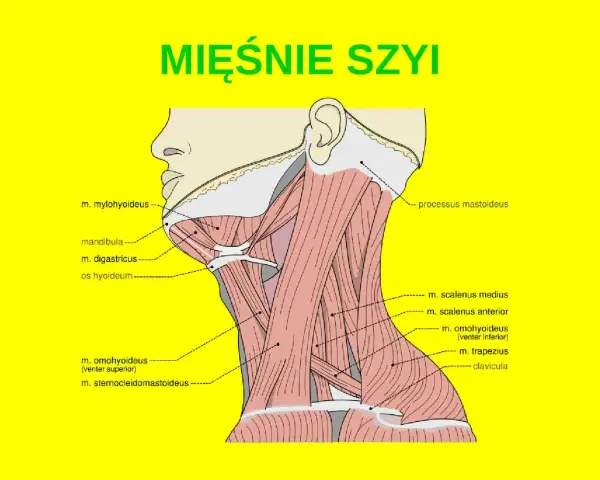 Anatomia szyi: mięśnie pochyłe (scaleni) i inne mięśnie szyi, w tym m. mostkowo-obojczykowo-sutkowy i m. czworoboczny.