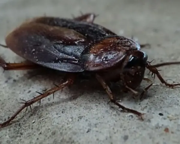 Una cucaracha de color marrón oscuro, con patas espinosas, se arrastra sobre una superficie de cemento. Parece que es la época de cucarachas.