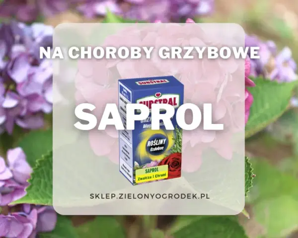 Oprysk Saprol na choroby grzybowe roślin ozdobnych. Zwalcza i chroni.