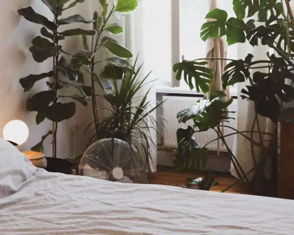 Un dormitorio acogedor con varias plantas para dormitorio, incluyendo una Monstera y un Ficus Lyrata, junto a una cama y una ventana.