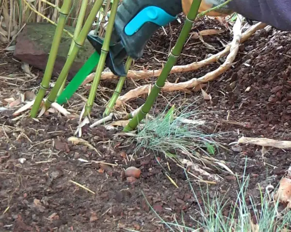 Mit einer grünen Gartenschere wird Bambus entfernt. Die dicken Stängel werden bodennah abgeschnitten, um das Ausbreiten zu stoppen.
