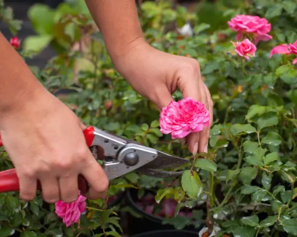 Manos podando un rosal con tijeras. Aprende cómo podar un rosal para que florezca mejor.