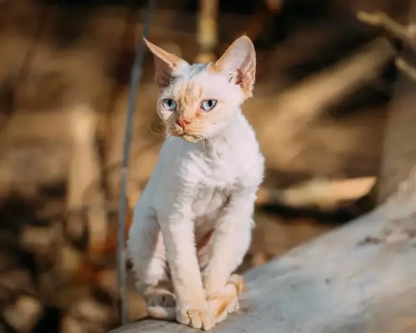 Białe koty Devon Rex: cechy, wzory i jak o nie dbać