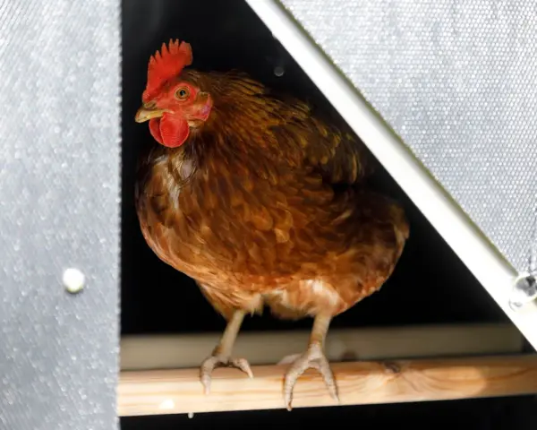 Gallina bruna con cresta rossa, seduta su un posatoio. Sembra che ci sia spazio per molte galline per metro quadro in questo pollaio.