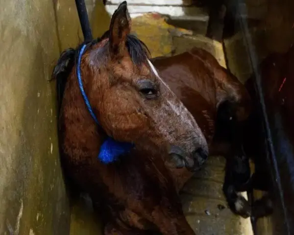 Cavallo bruno, forse di razze da macello, legato con corda blu, giace in un ambiente umido e sporco.